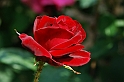 Fiori, Piante, natura_18